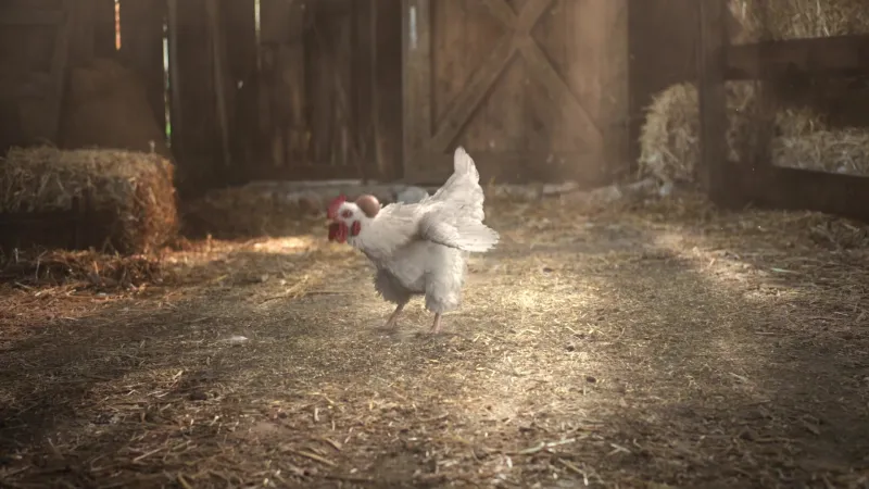 KFC ads