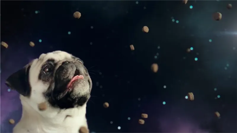 Canidae Pet Food