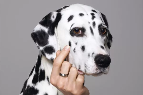 Biocanina ads