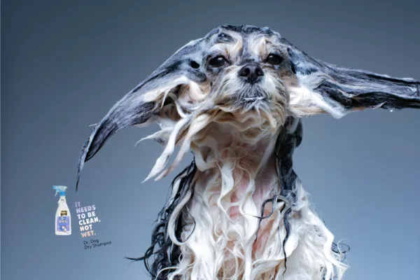 Dr. Dog "It needs to be clean, not wet."