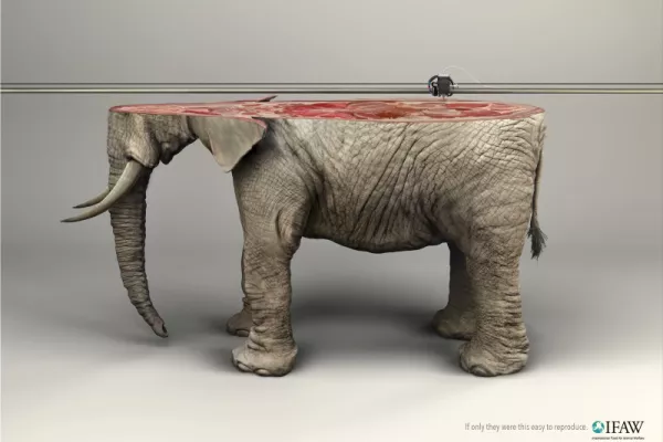 IFAW: "If only they were this easy to reproduce"