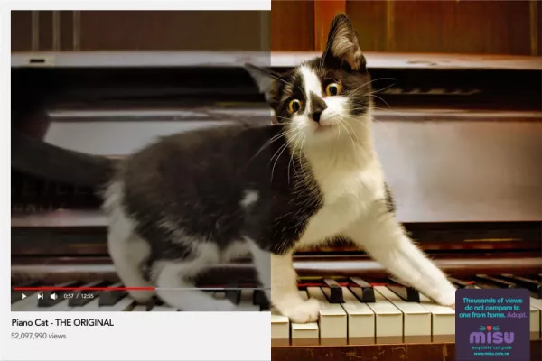 Misu "Thousands of views do not compare to one from home. Adopt."