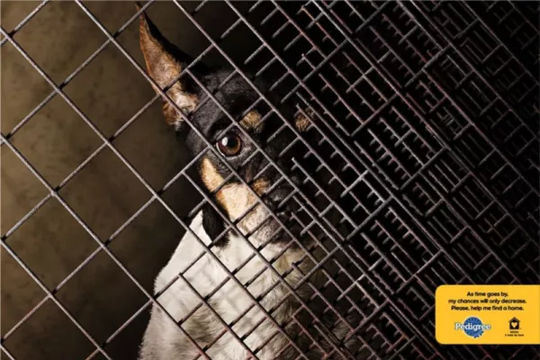 Pedigree print ads