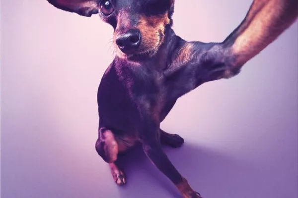 PetBeauty