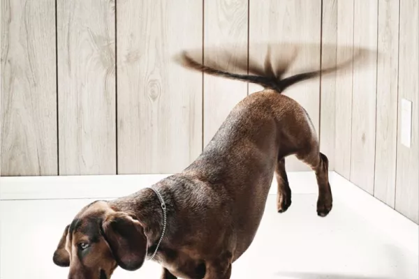 Purina ads
