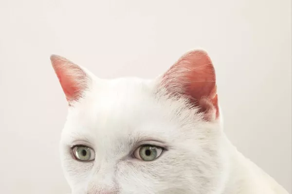 RSPCA Queensland