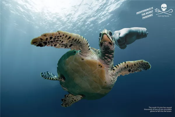 Sea Shepherd "Indifference is the worst pandemic"