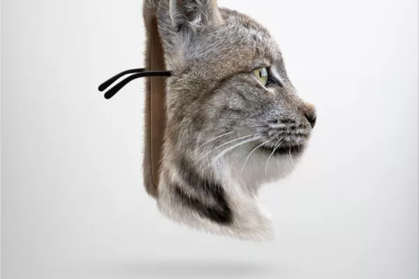 Sears ads