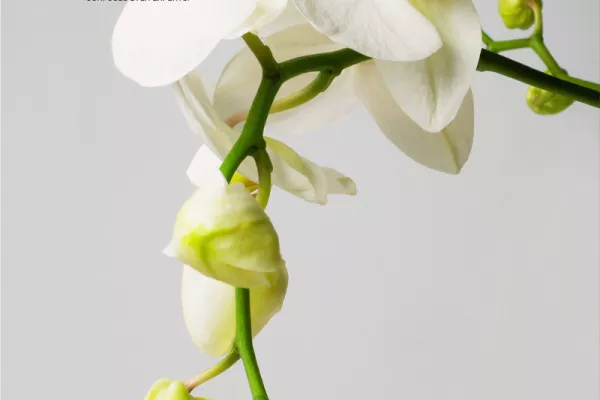 Tuia Artificial Flowers "permanent flowers"