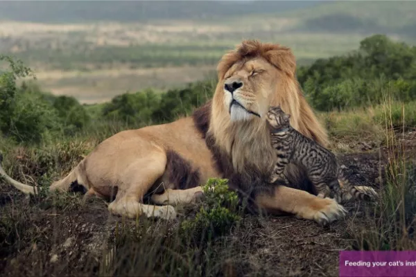 Whiskas cats ads