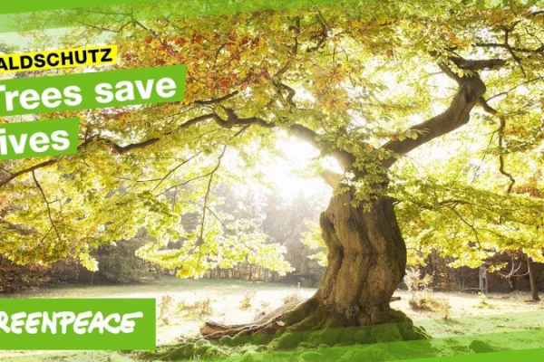 Greenpeace: old growth beech forests in public domain Greenpeace: old growth beech forests in public domain