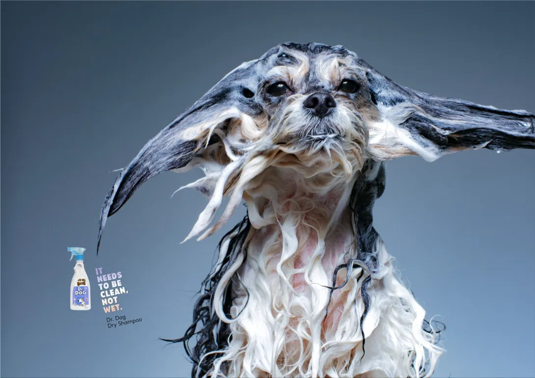 Dr. Dog "It needs to be clean, not wet."