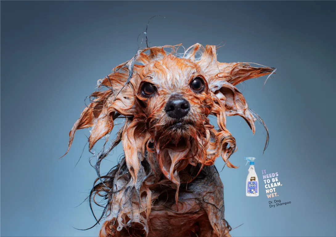 Dr. Dog "It needs to be clean, not wet."
