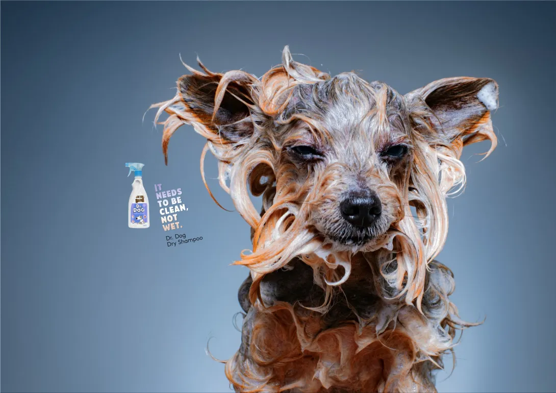 Dr. Dog "It needs to be clean, not wet."