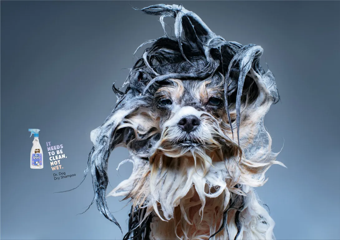 Dr. Dog "It needs to be clean, not wet."