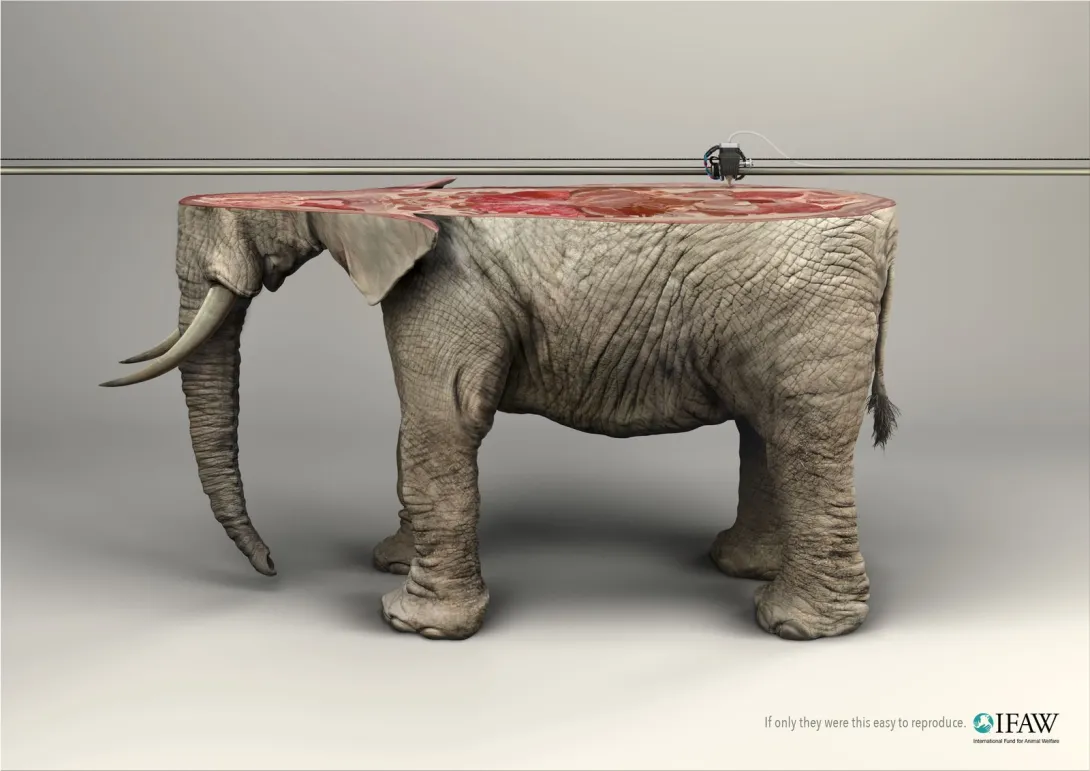 IFAW: "If only they were this easy to reproduce"