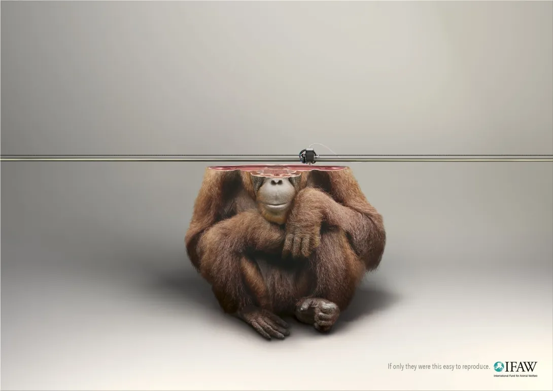 IFAW: "If only they were this easy to reproduce"