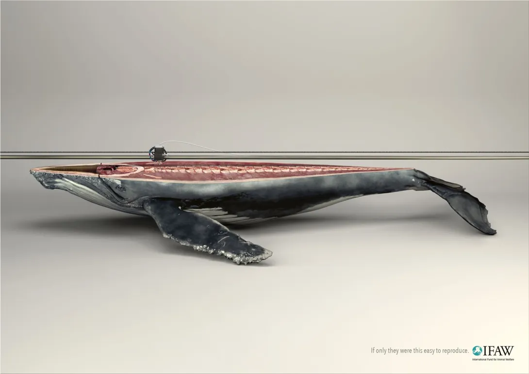 IFAW: "If only they were this easy to reproduce"
