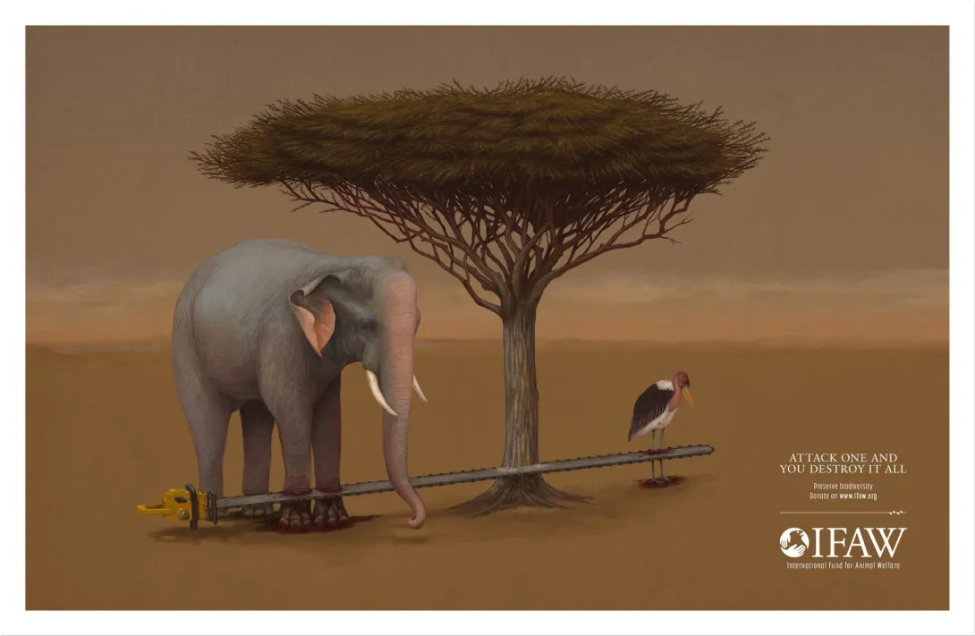 IFAW