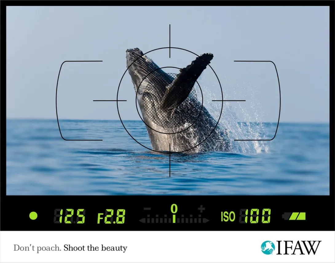 IFAW print ads