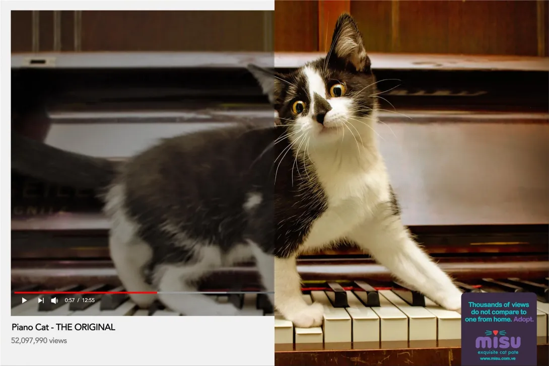 Misu "Thousands of views do not compare to one from home. Adopt."