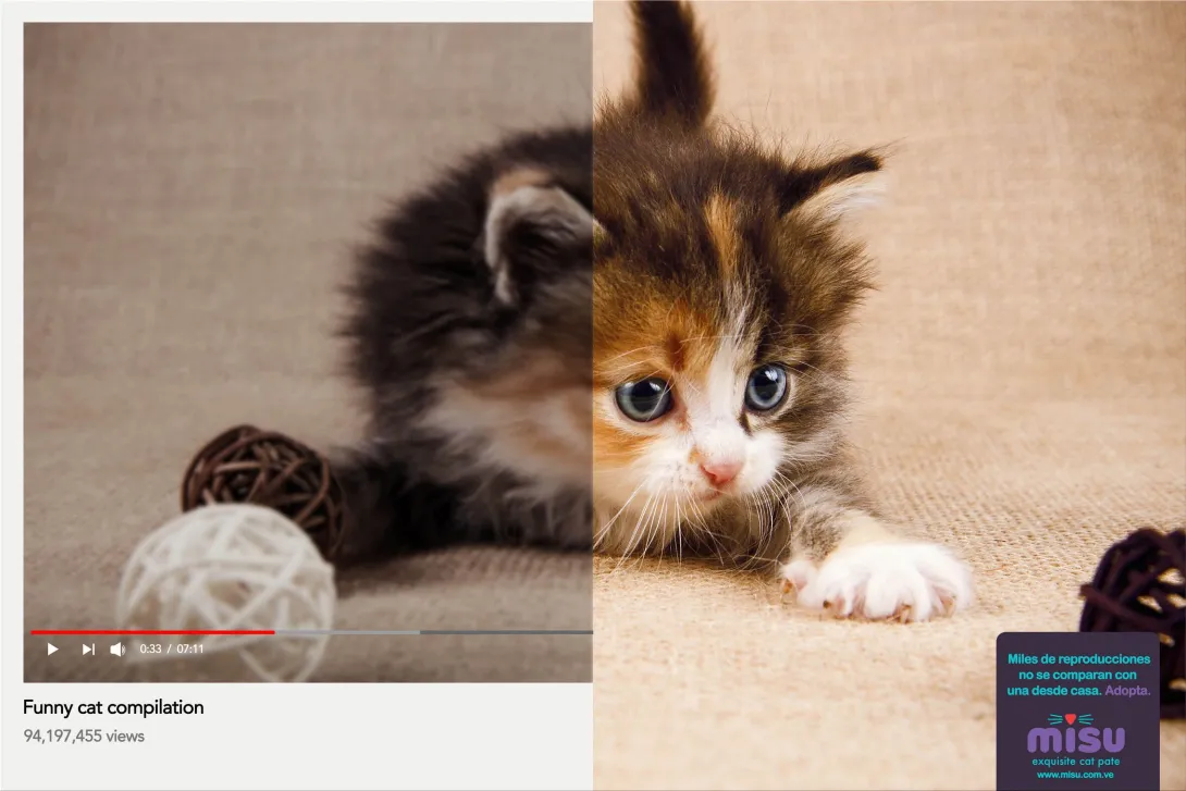 Misu "Thousands of views do not compare to one from home. Adopt."