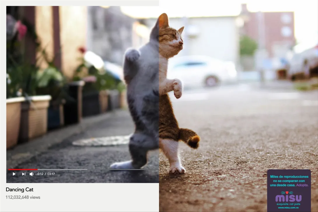 Misu "Thousands of views do not compare to one from home. Adopt."