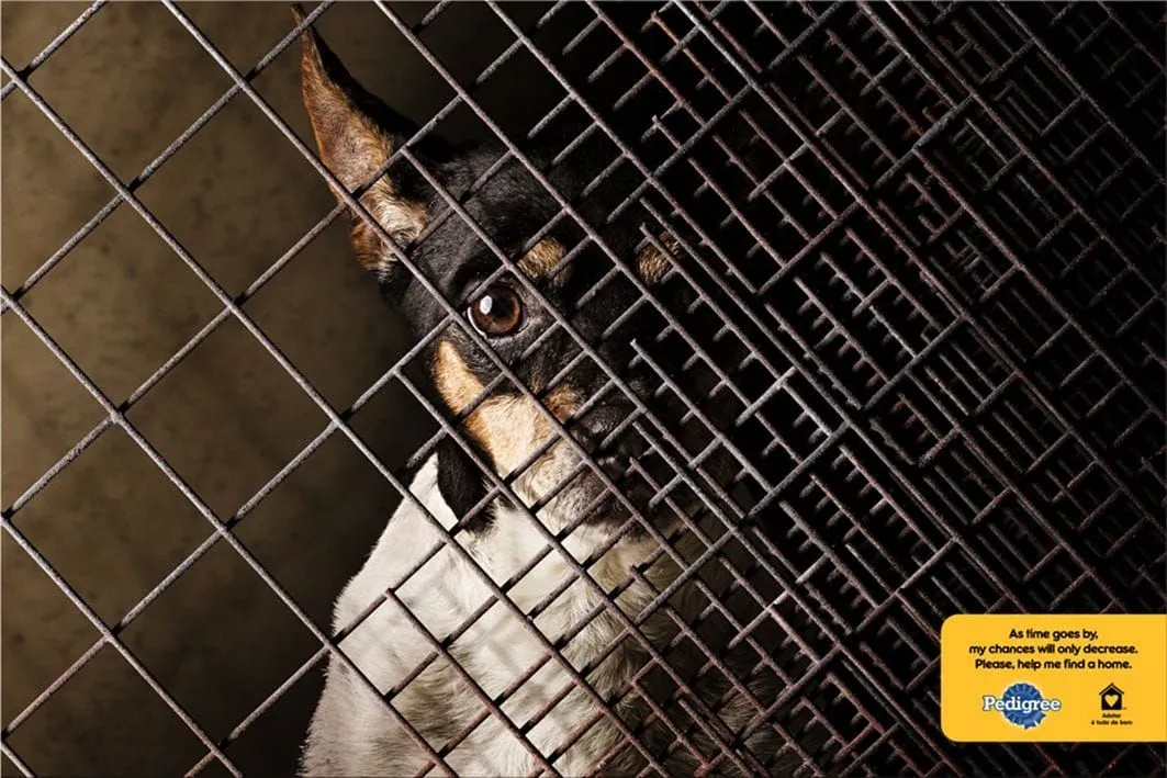 Pedigree print ads