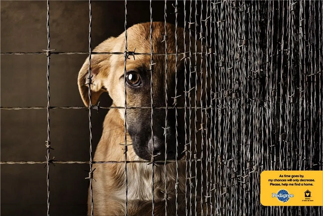 Pedigree print ads