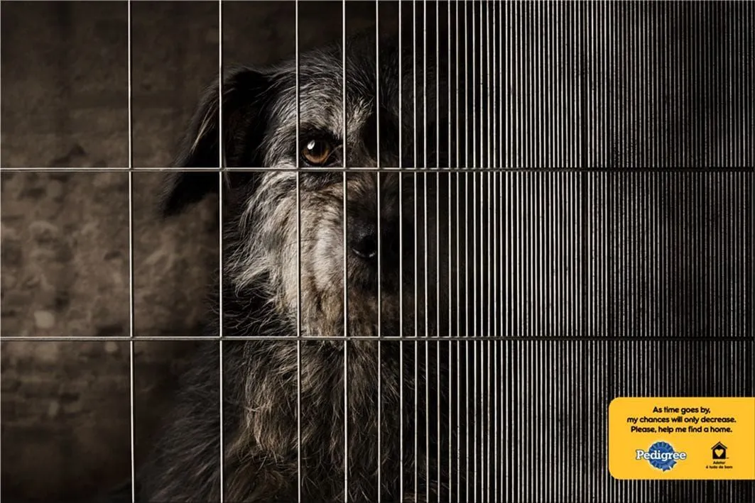 Pedigree print ads
