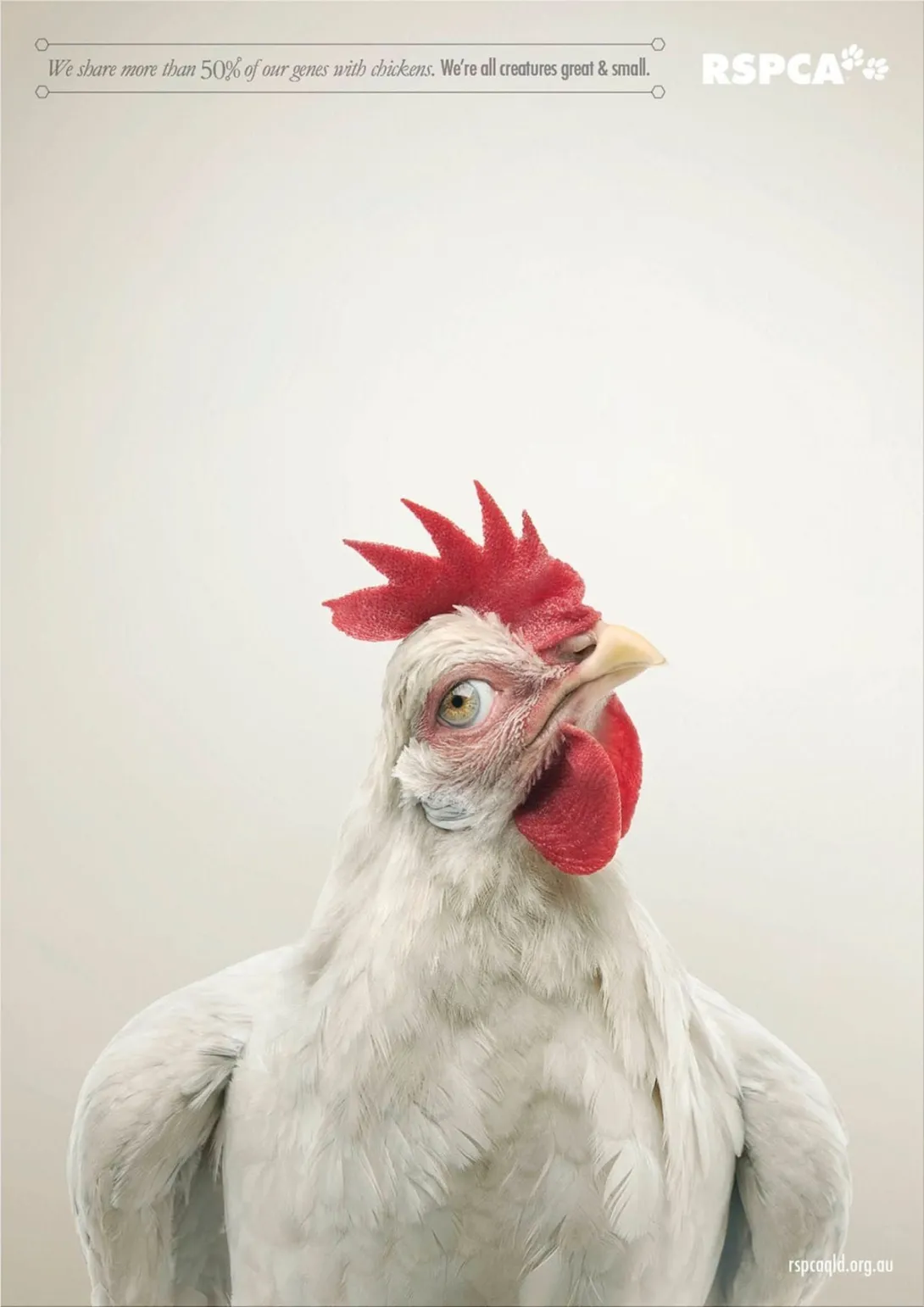 RSPCA Queensland ads