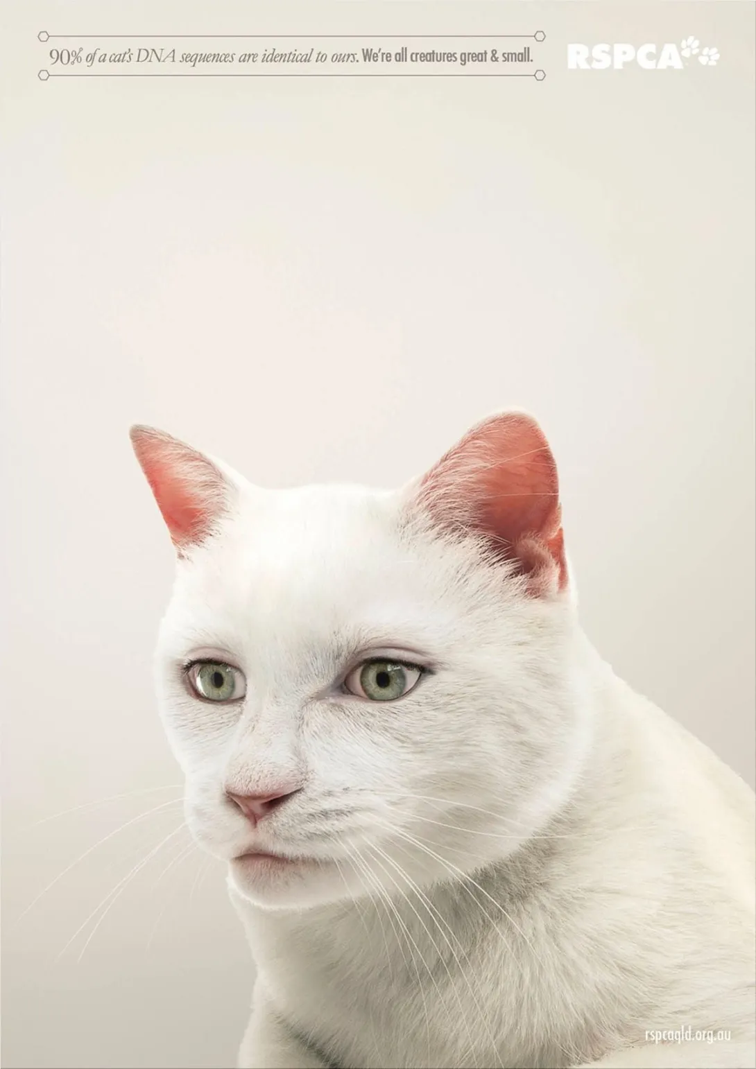 RSPCA Queensland