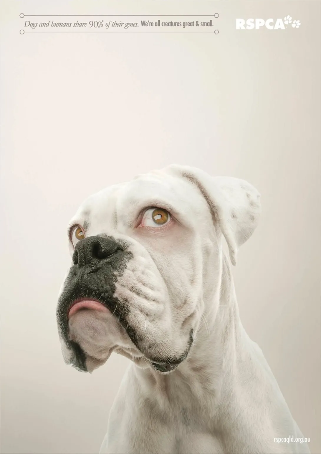 RSPCA Queensland