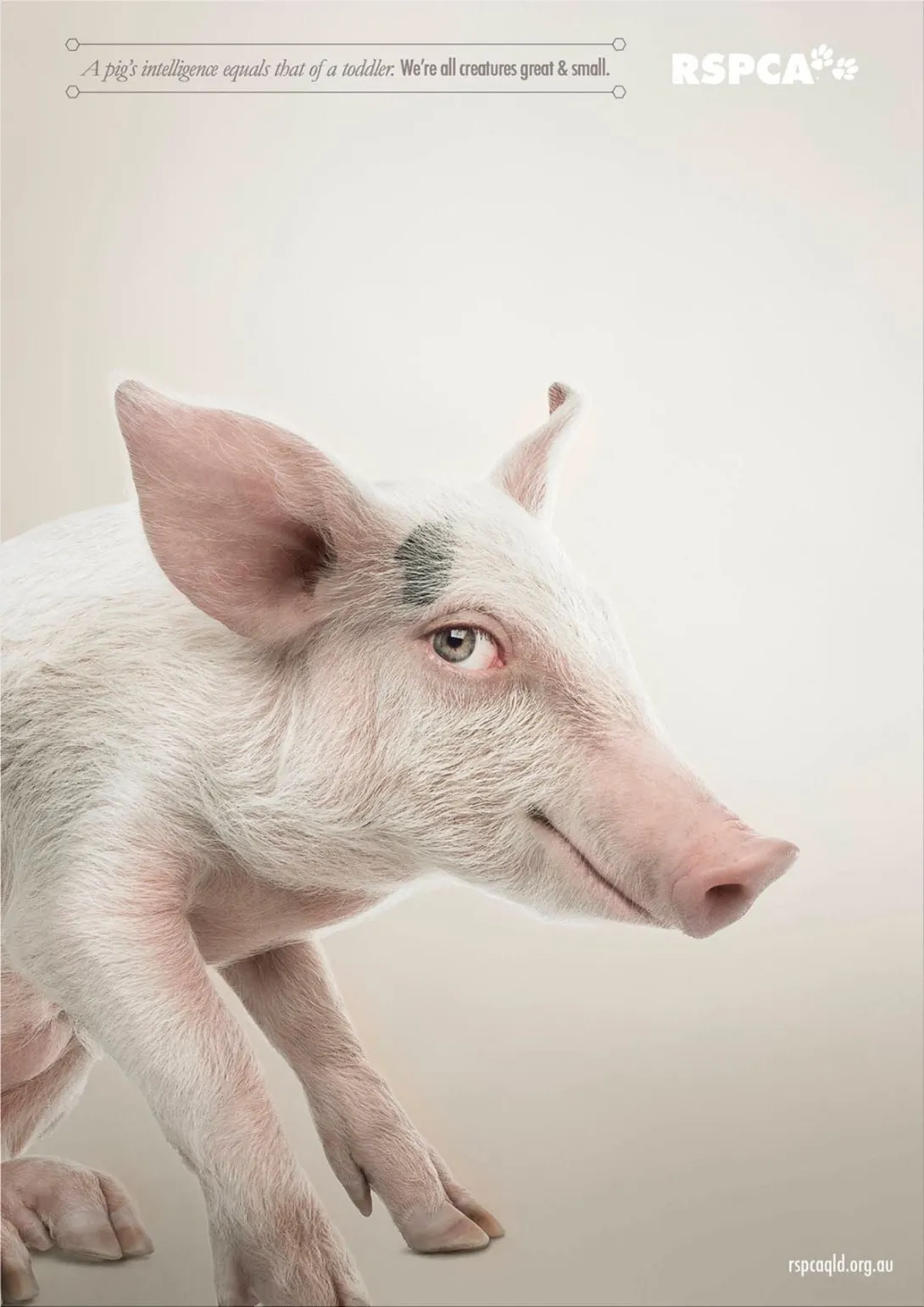 RSPCA Queensland ads