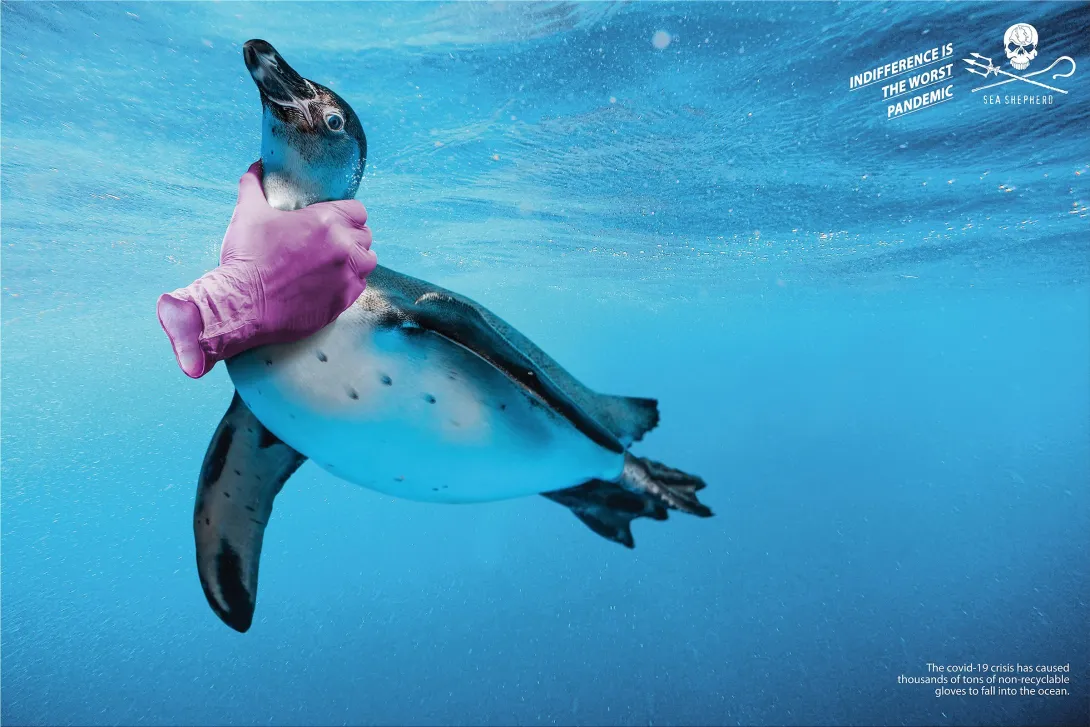 Sea Shepherd "Indifference is the worst pandemic" print ads