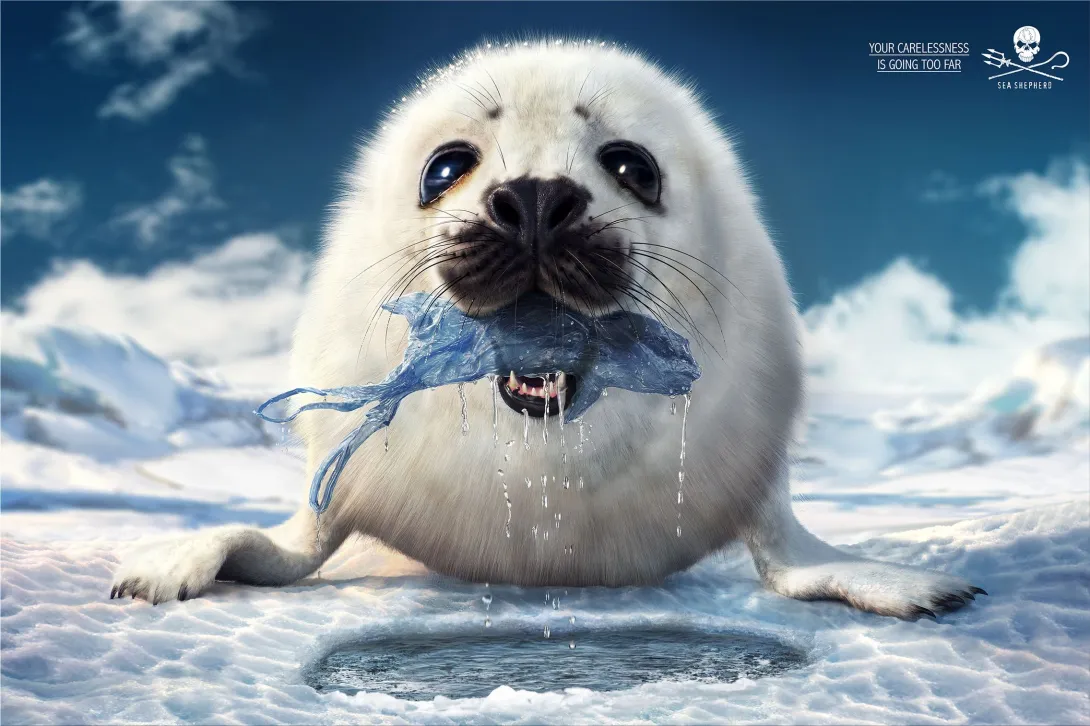 Sea Shepherd "Your carelessness is going too far"