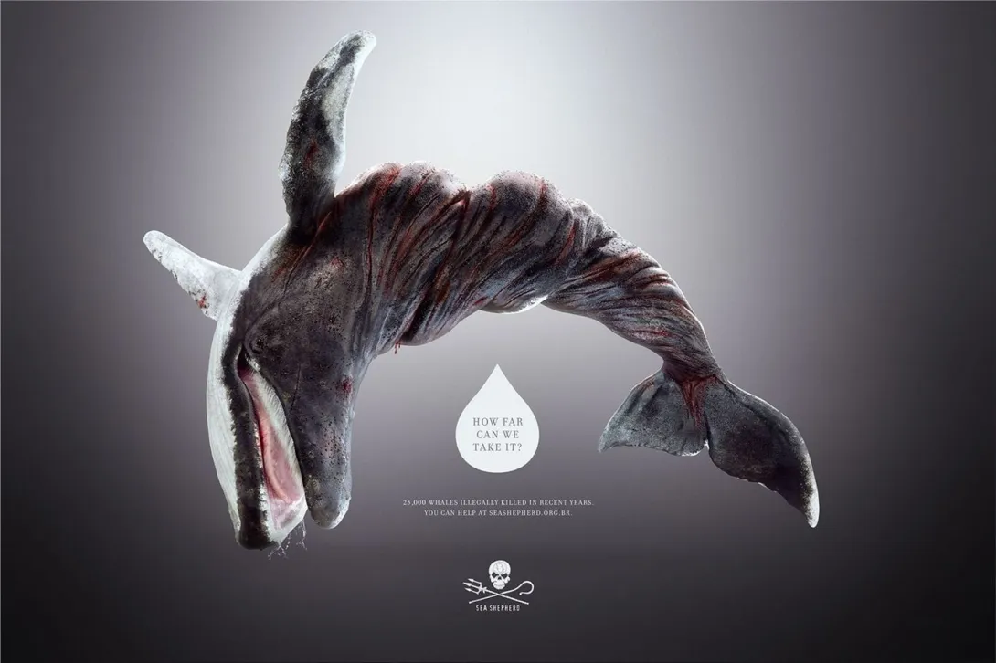 Sea Shepherd print