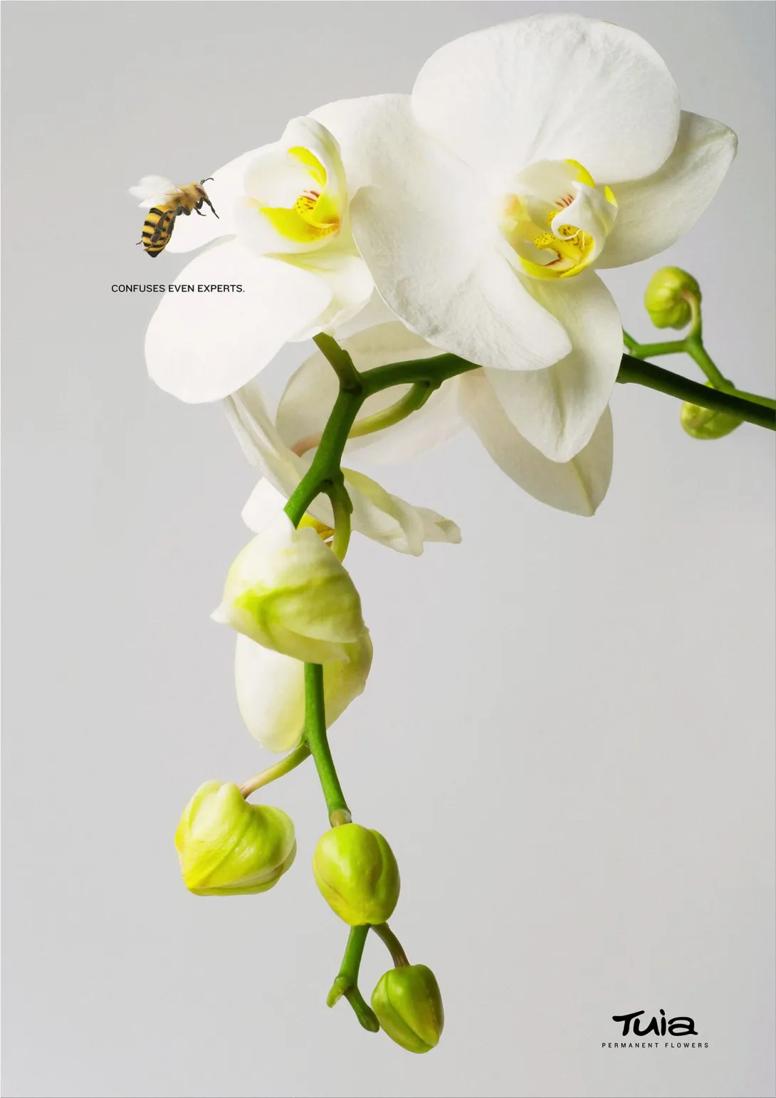 Tuia Artificial Flowers "permanent flowers"