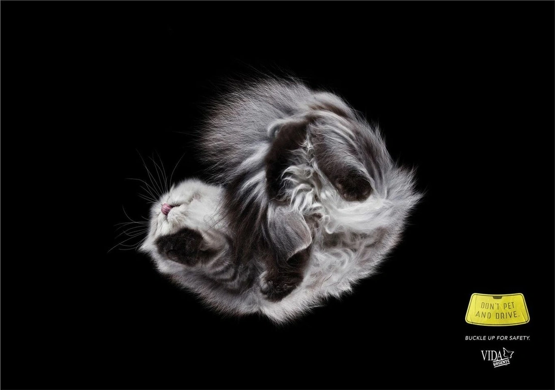 Vida Urgente: "Don't Pet And Drive" by Morya