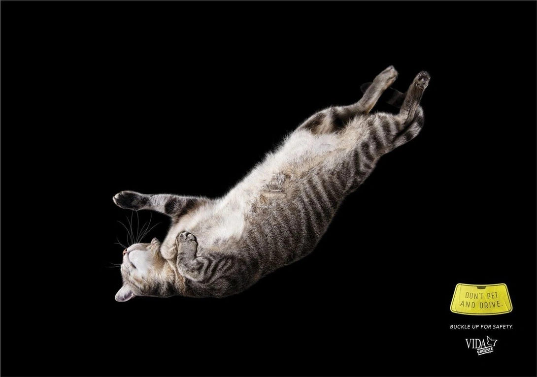 Vida Urgente: "Don't Pet And Drive" by Morya