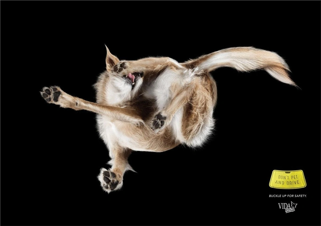 Vida Urgente: "Don't Pet And Drive" by Morya