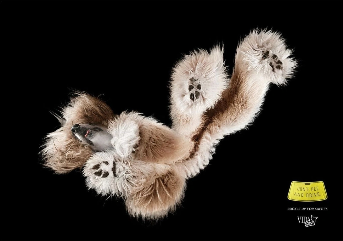 Vida Urgente: "Don't Pet And Drive" by Morya