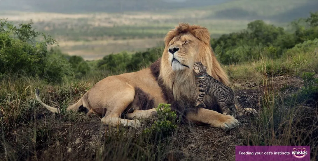 Whiskas cats ads
