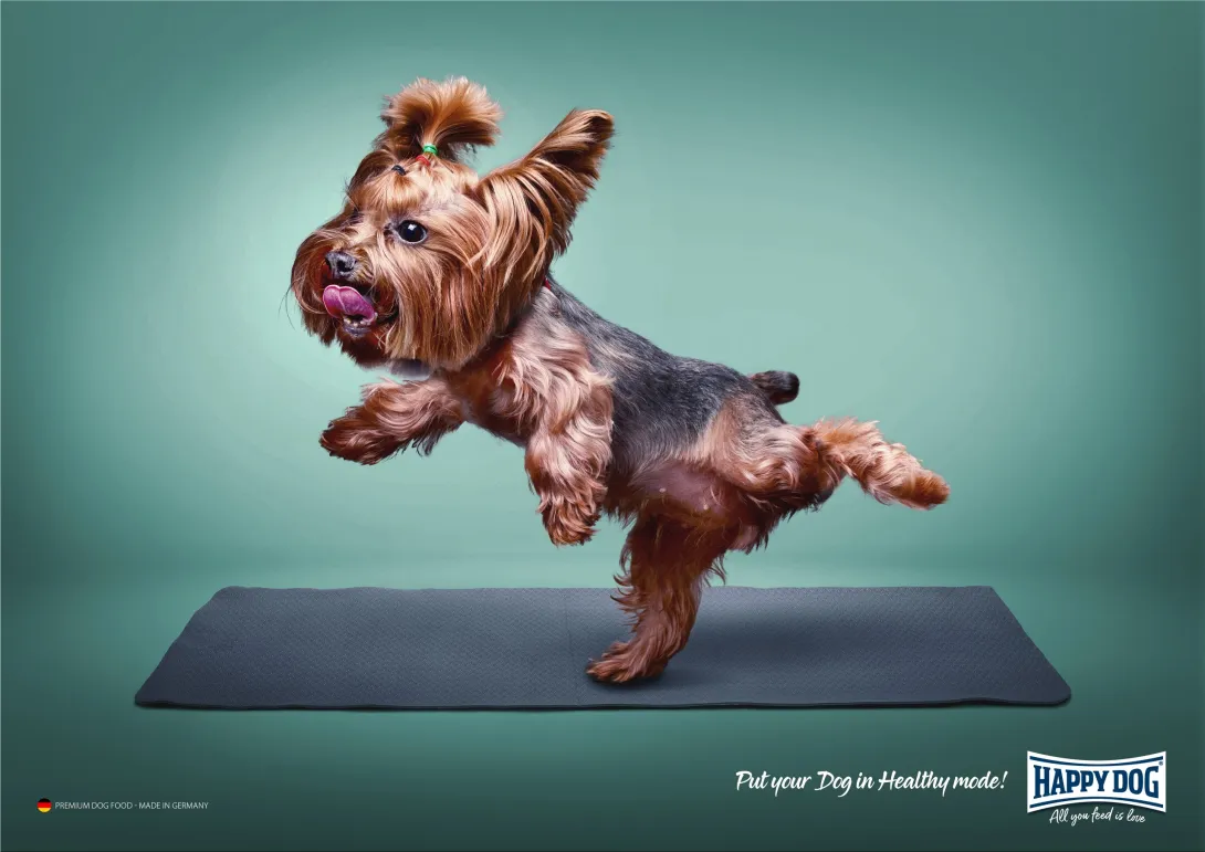 Put your Dog in Healthy mode!